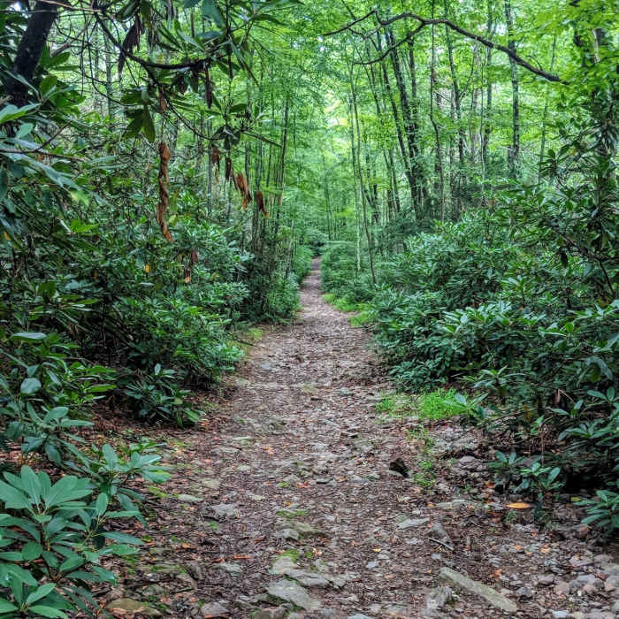 When you have to use a fire road as part of a hiking route, might as well make the the Mt Minsi version in the Delaware Water Gap NRA Near Mount Minsi Loop