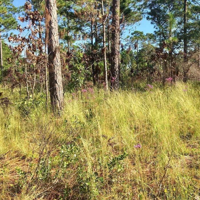 Near Smith Creek Park Trail