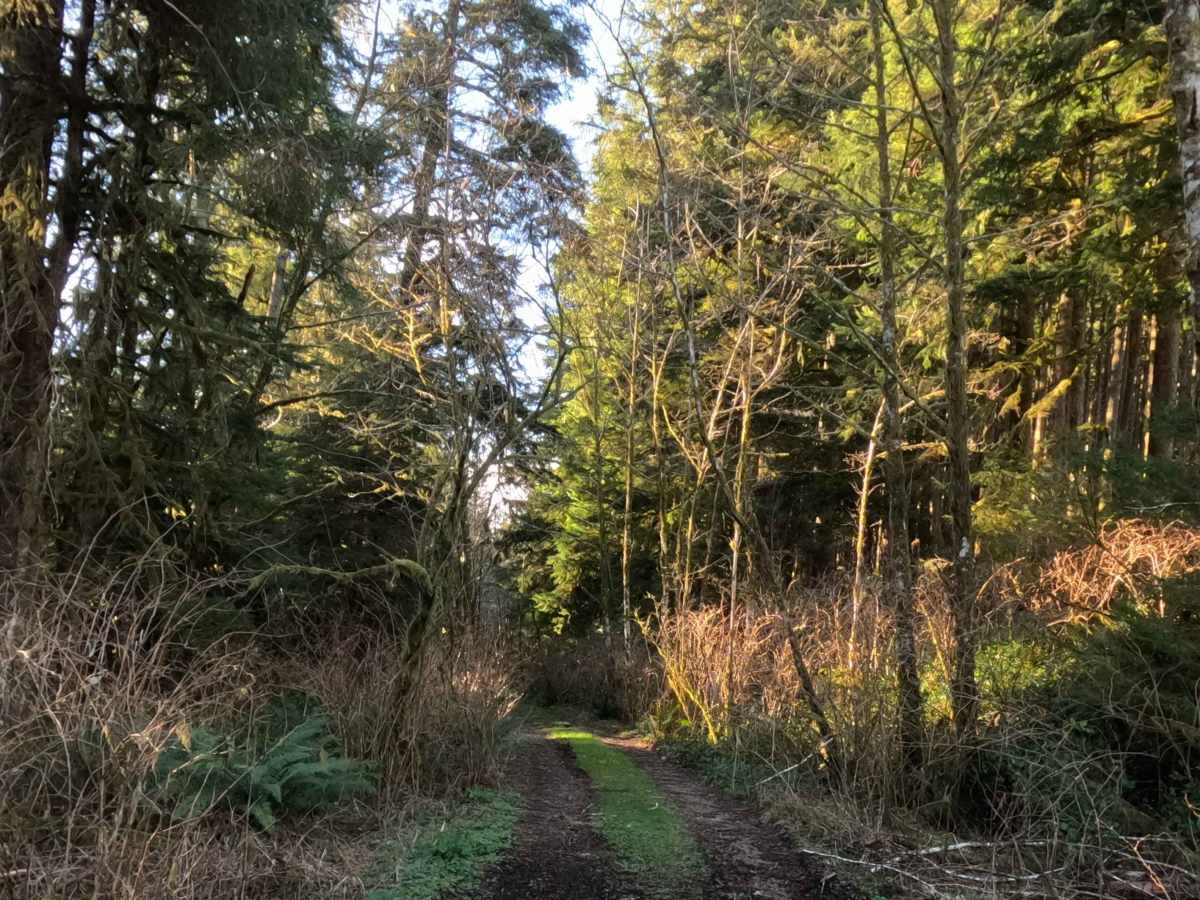Miles Mountain trail photo