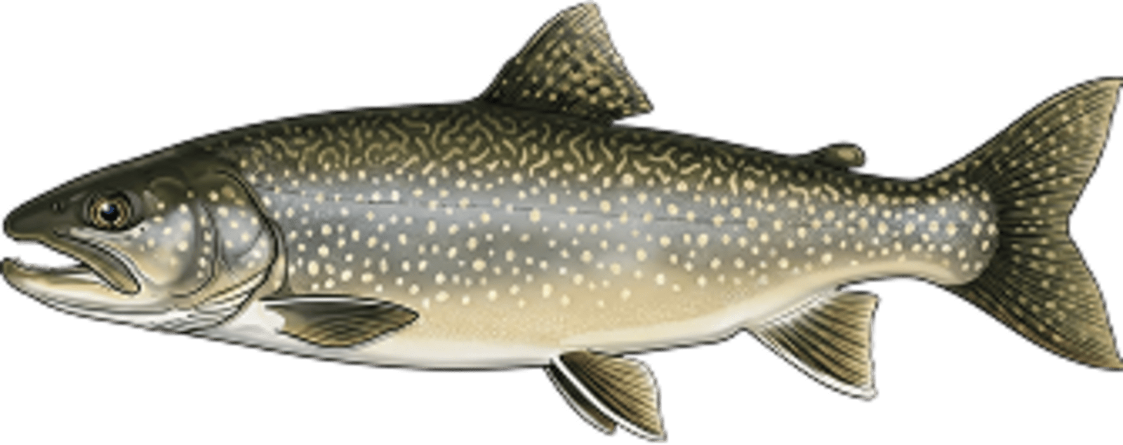 Lake trout