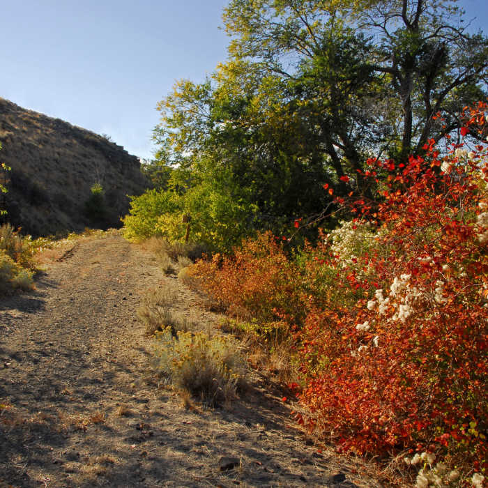 Riotous fall color along an old irrigation canal ditch bank. Near Riparian Trail East