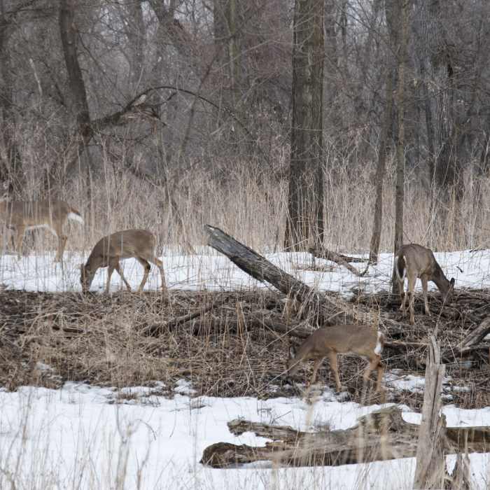 Near Pike Island Winter Trail