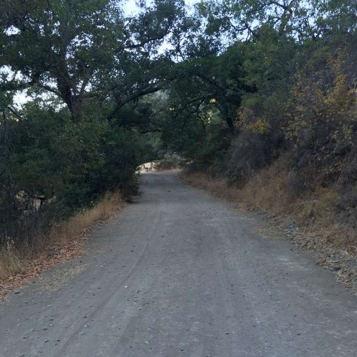 Near Coyote Creek Loop at Coe Park