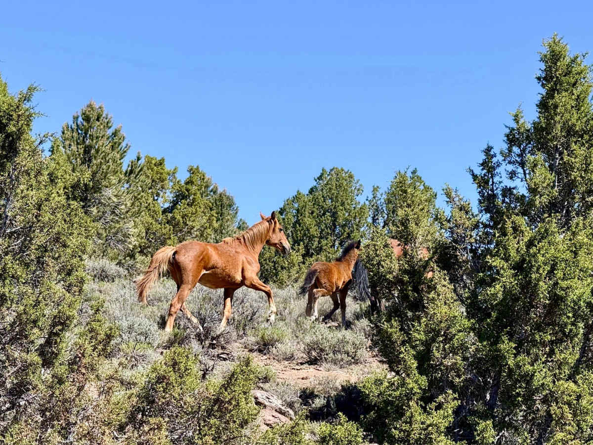 Goat Spring - FS 43313 photo 6