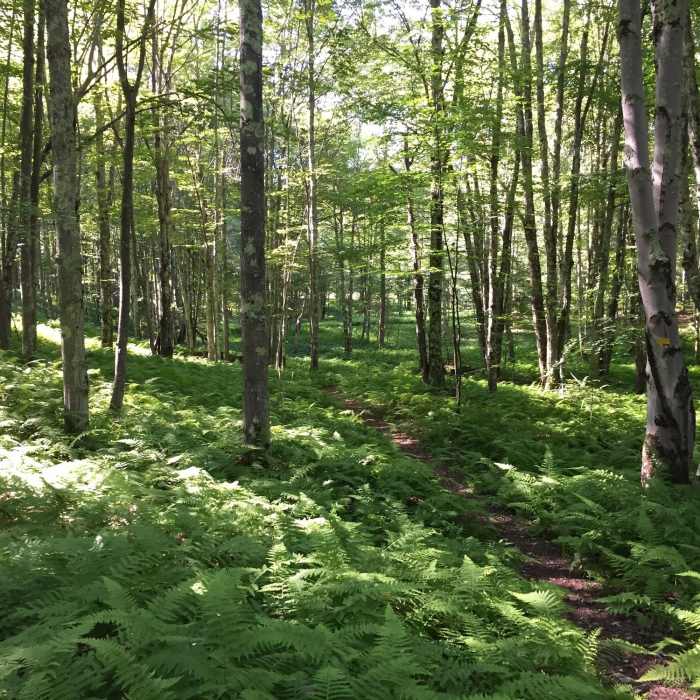 Near Andes Rail Trail & Bullet Hole Spur