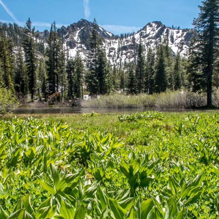 Near Tamrack Lakes Hike