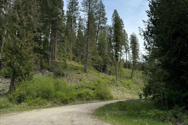 Lane Creek - FS 2000-220