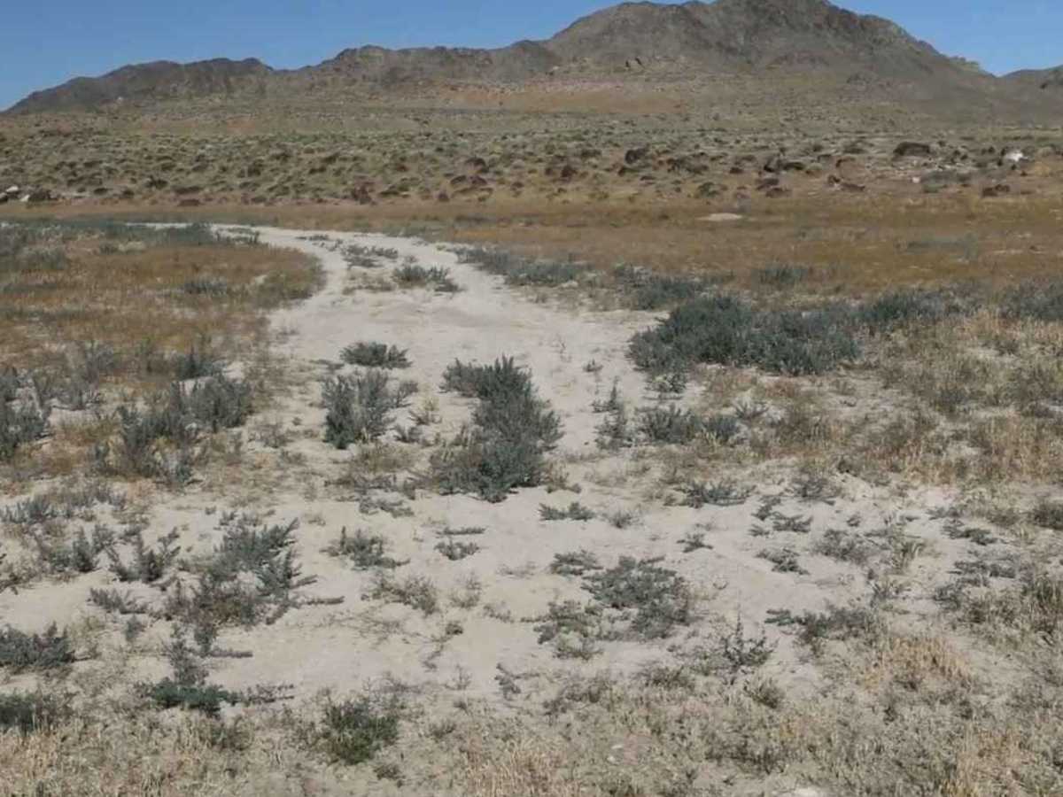 Desert Mountain Petroglyphs photo 4