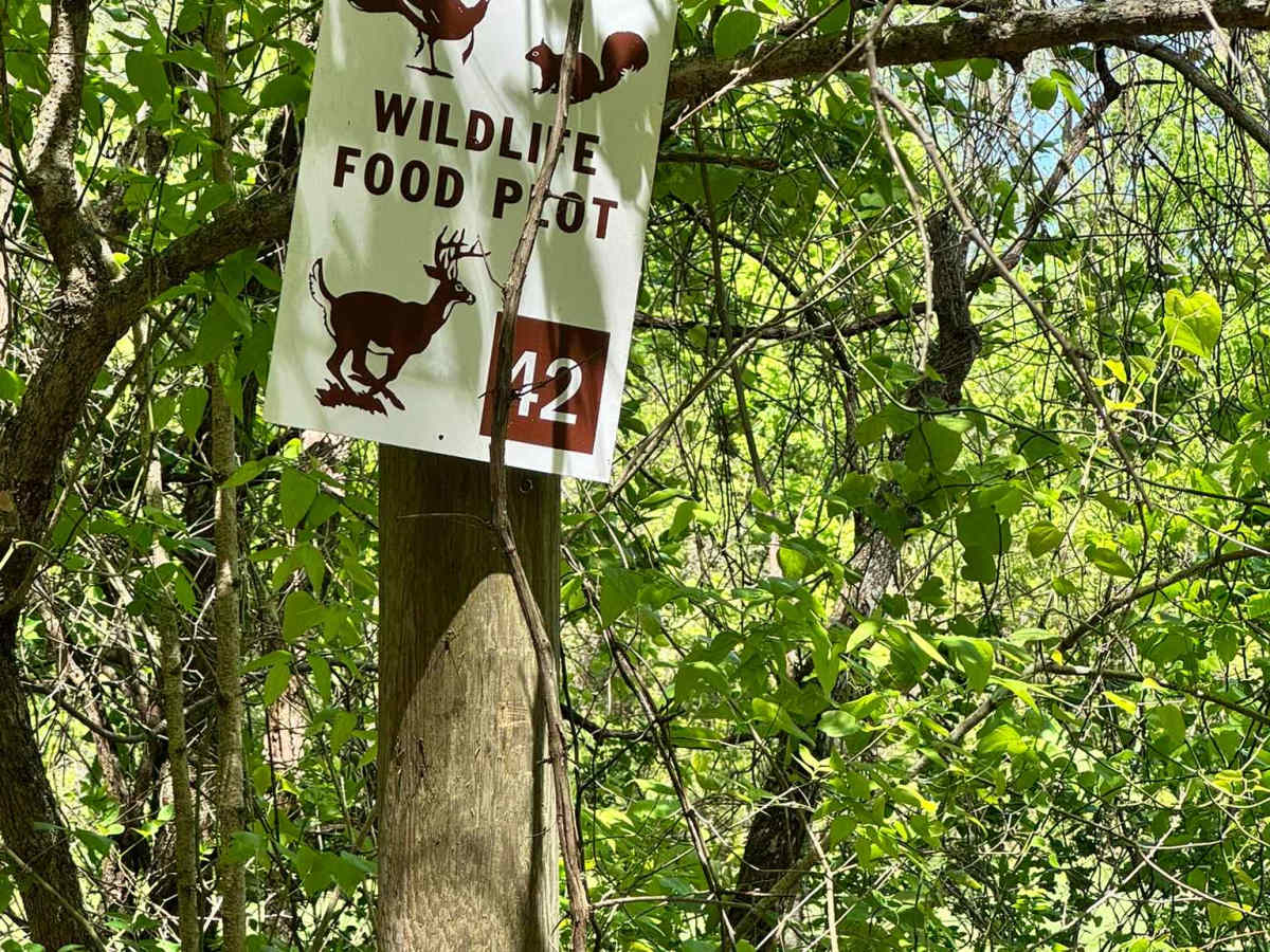 Mincy Food Plot Row photo 2