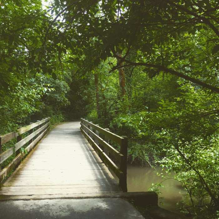 Near South Loop Trail