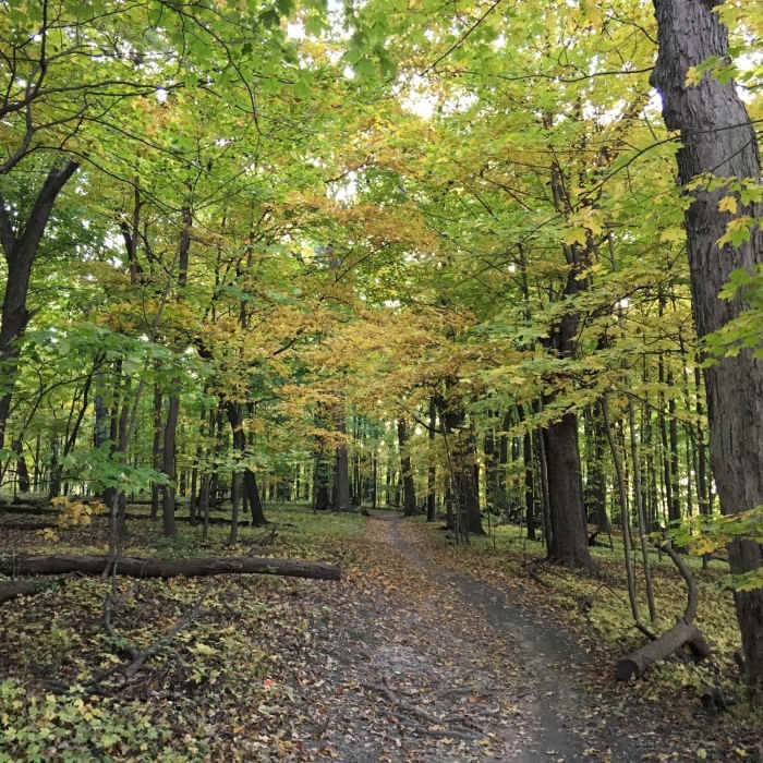 Blue Trail in the fall. Near Palos West Side Tour