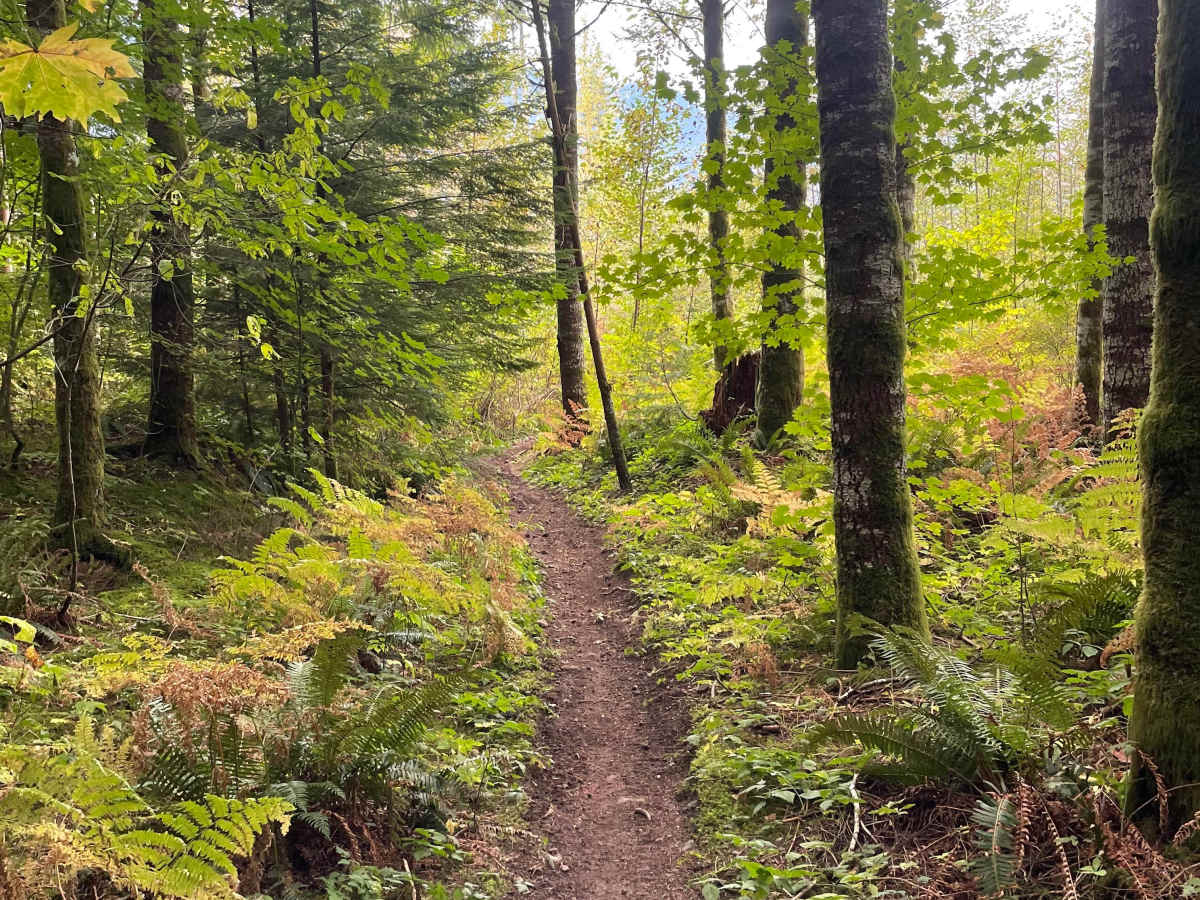 Follow Your Nose - Even Flow Connector trail photo