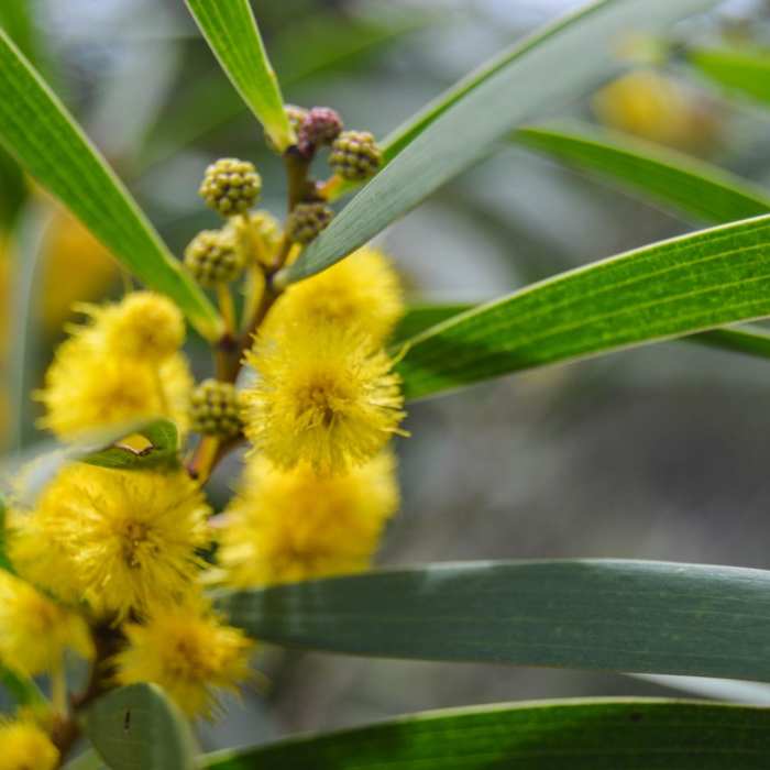 Near Aiea Loop Trail Near Aiea Loop Trail