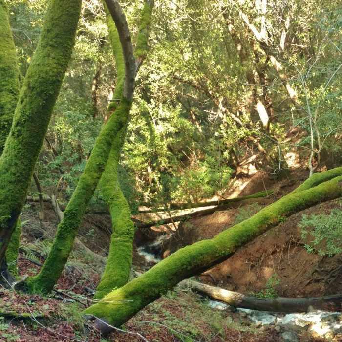 Near Bay Area Ridge Rail: Sierra Azul Open Space and Lexington Reservoir