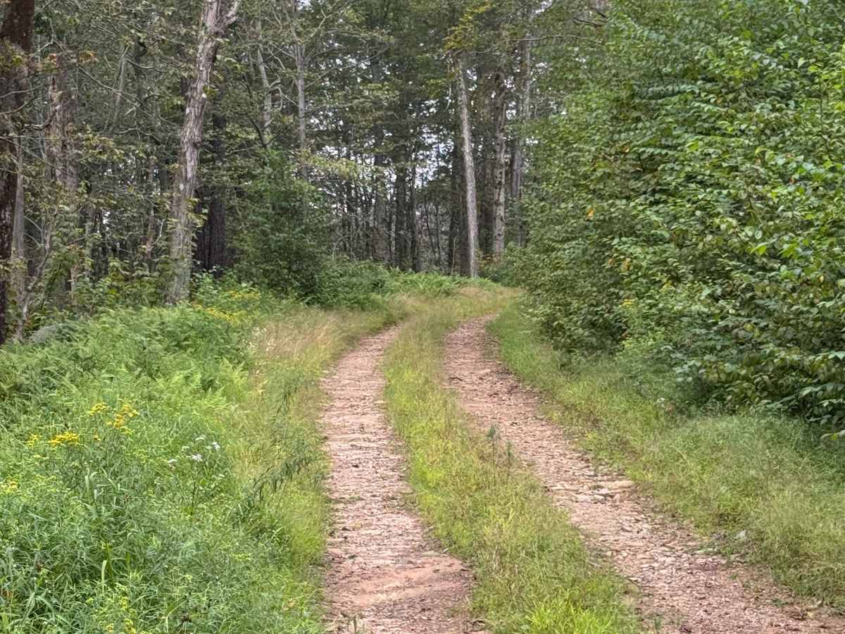 Sprout Point Road trail photo