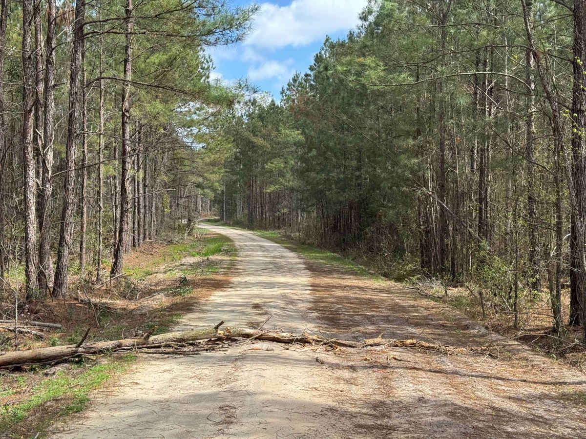 Gibson Island Road photo 5