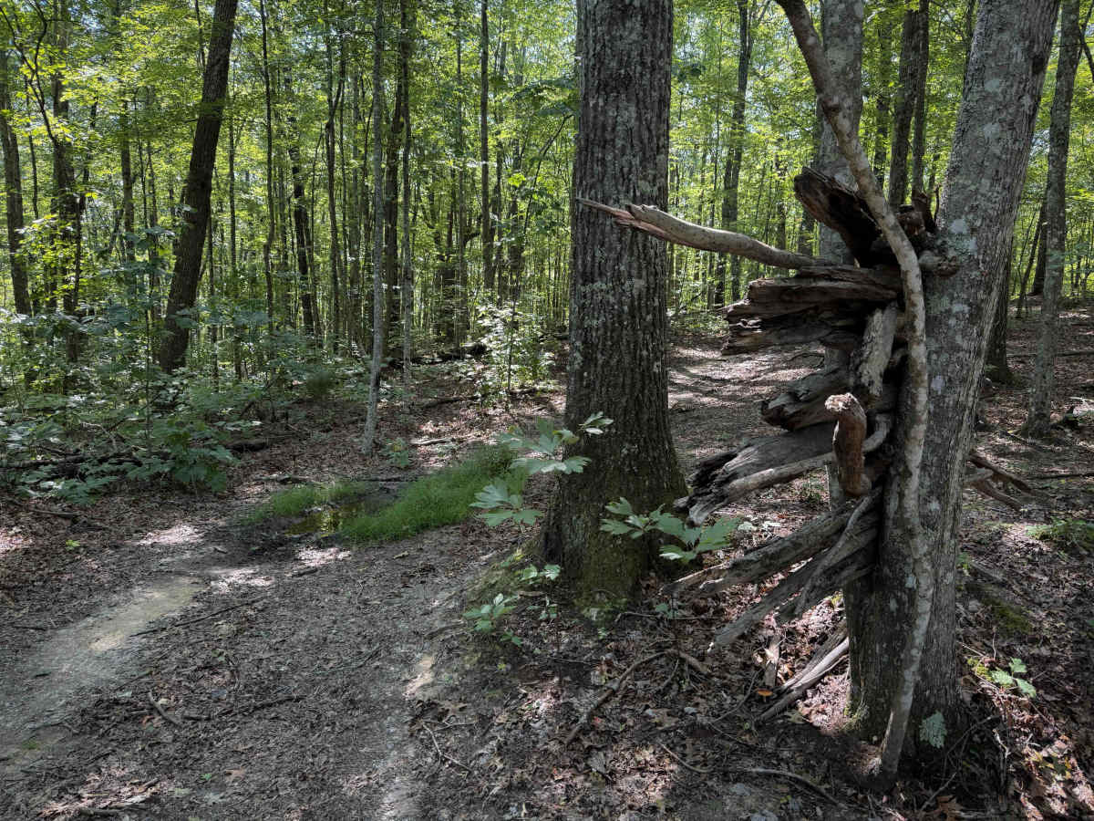 Ridge Top Trail 32  photo 4
