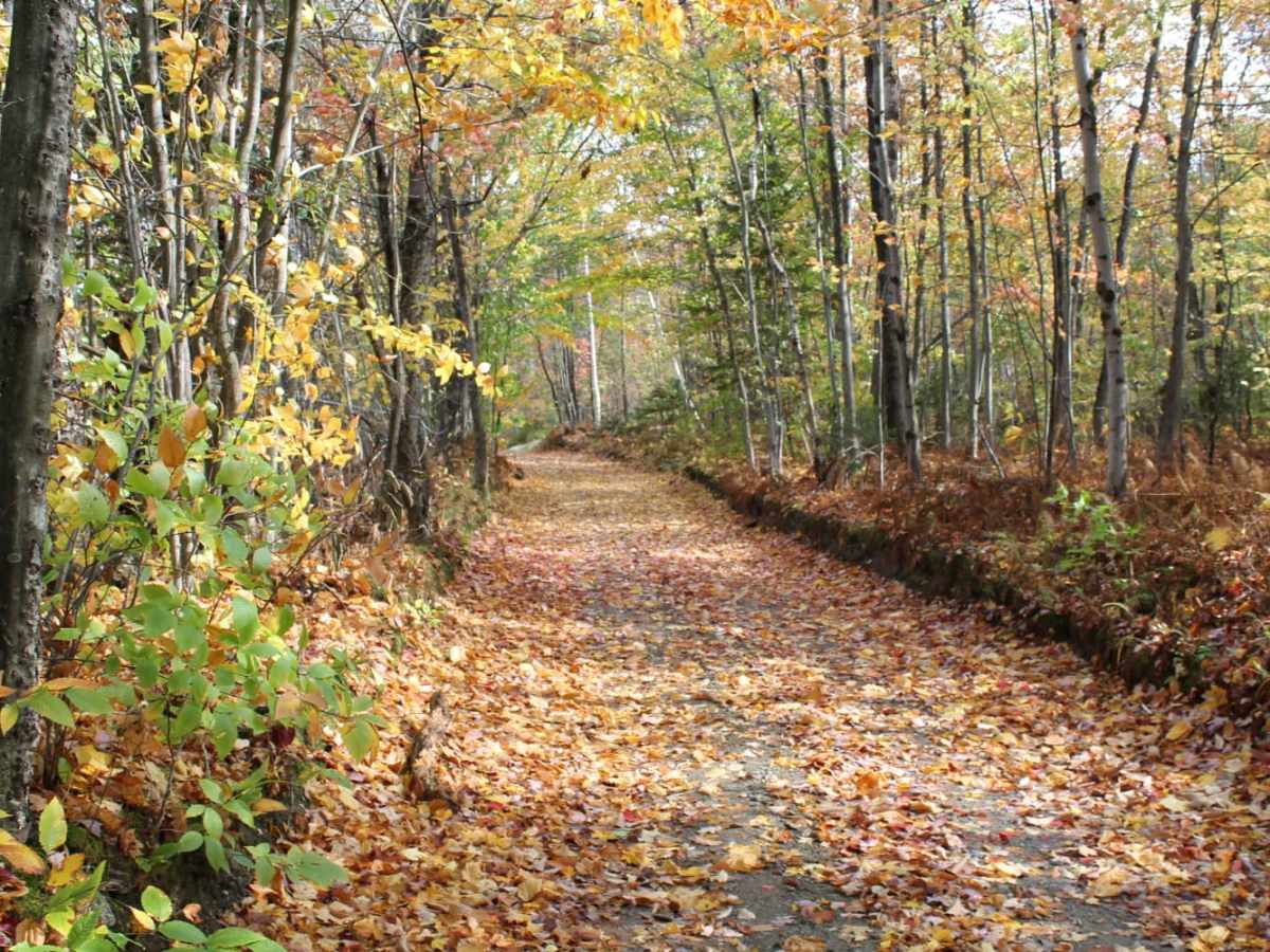 Stock Bridge Road to Woodstock trail photo