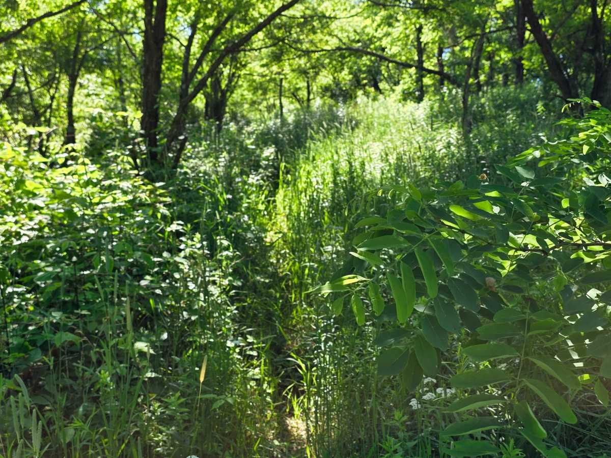 Single Track X photo 3