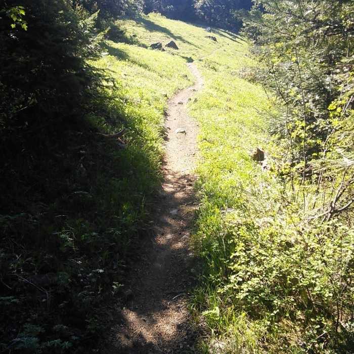 Near Surveyor's Ridge Trail