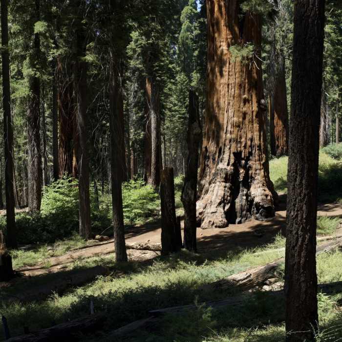 Near Moro Rock Trail