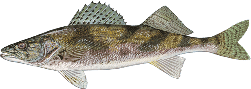 Sauger