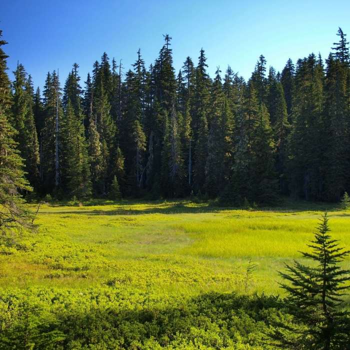 Near Thomas Lake Trail #111