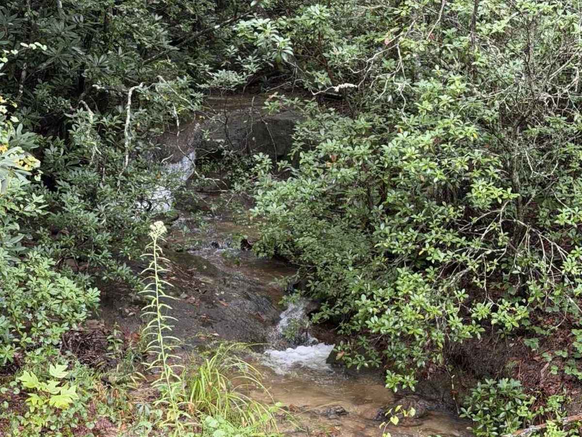 Pearcy Creek - FS 4101 photo 6