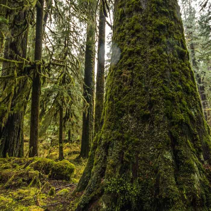 Near Enchanted Valley Trail to Pony Bridge