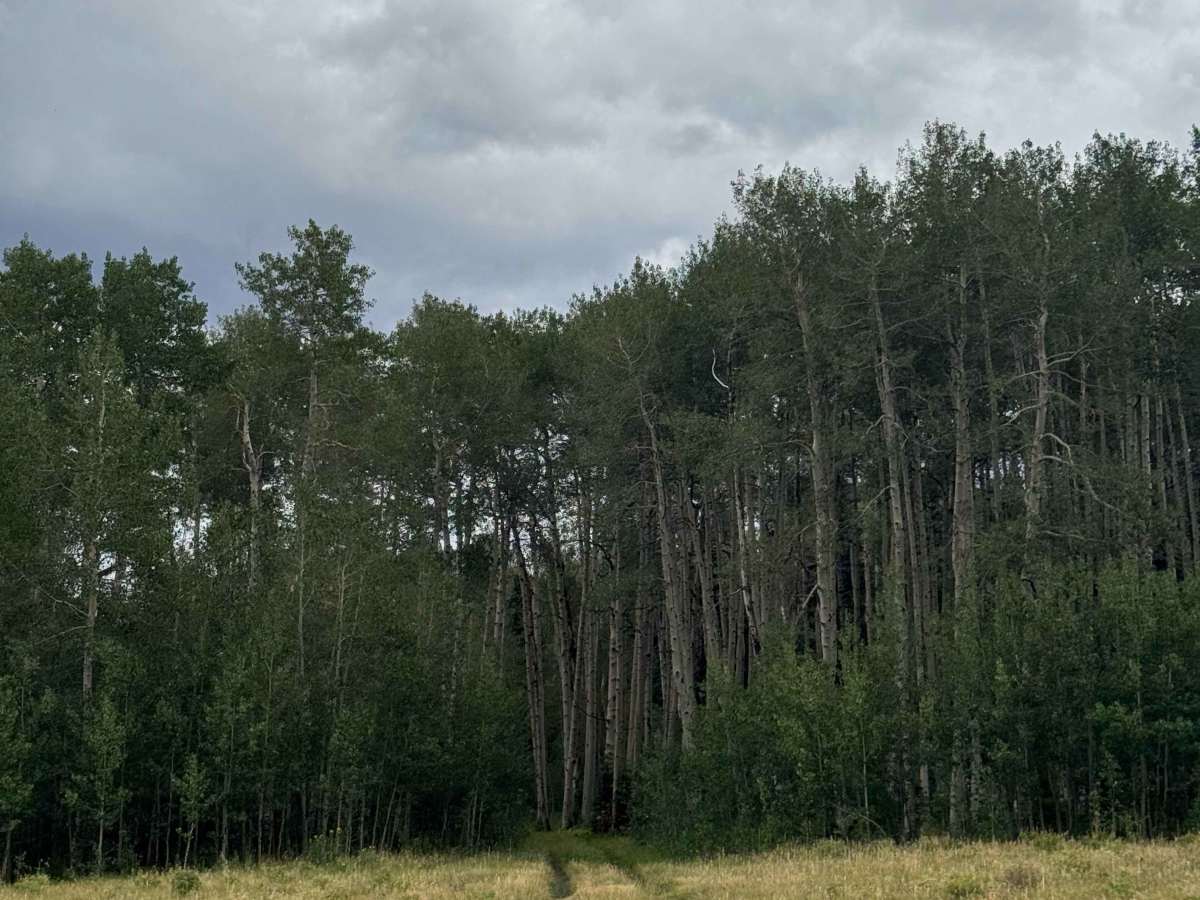 Mill Creek Ski Trail Road photo 5