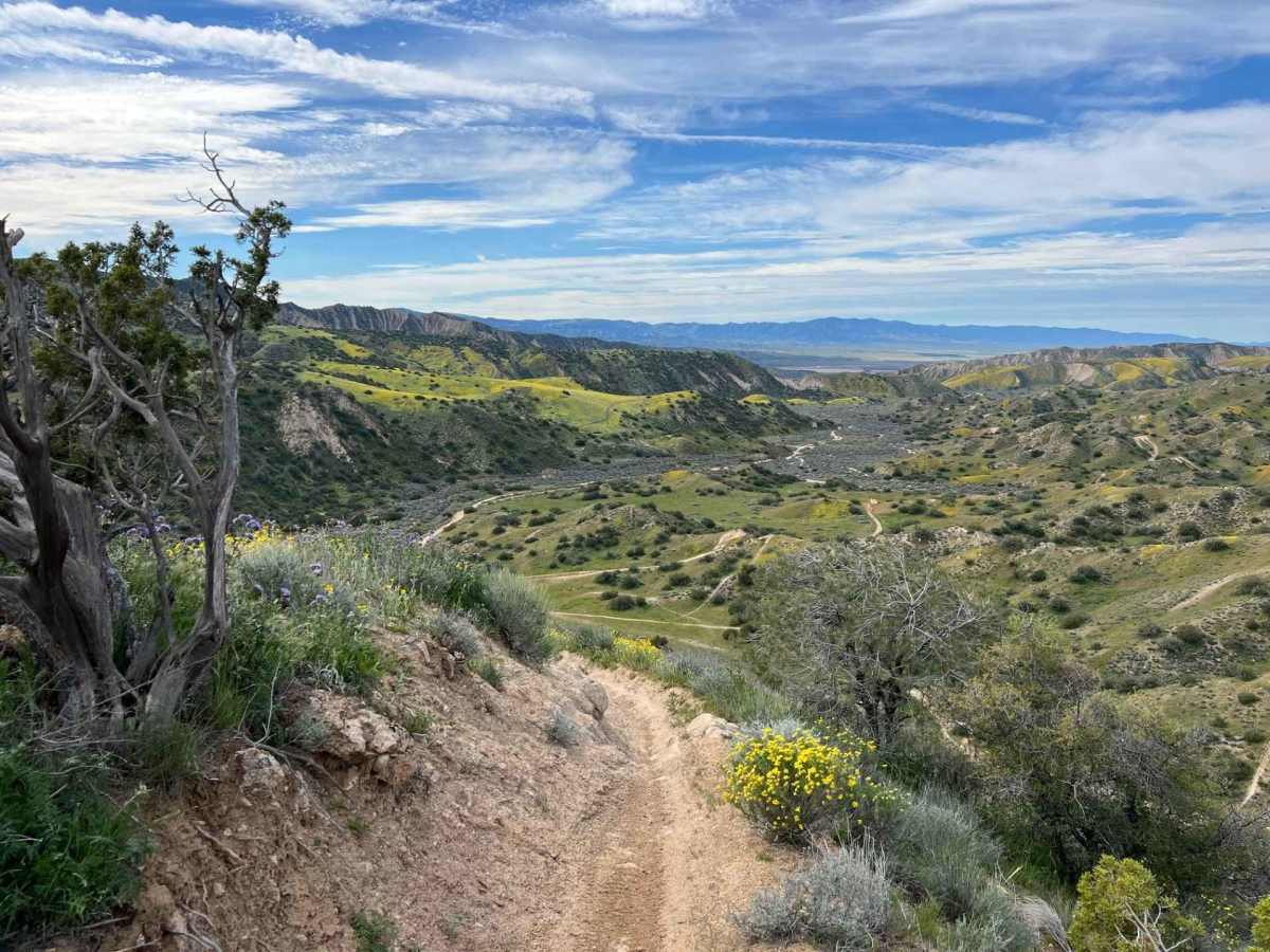 Trail 18 Singletrack  photo 4