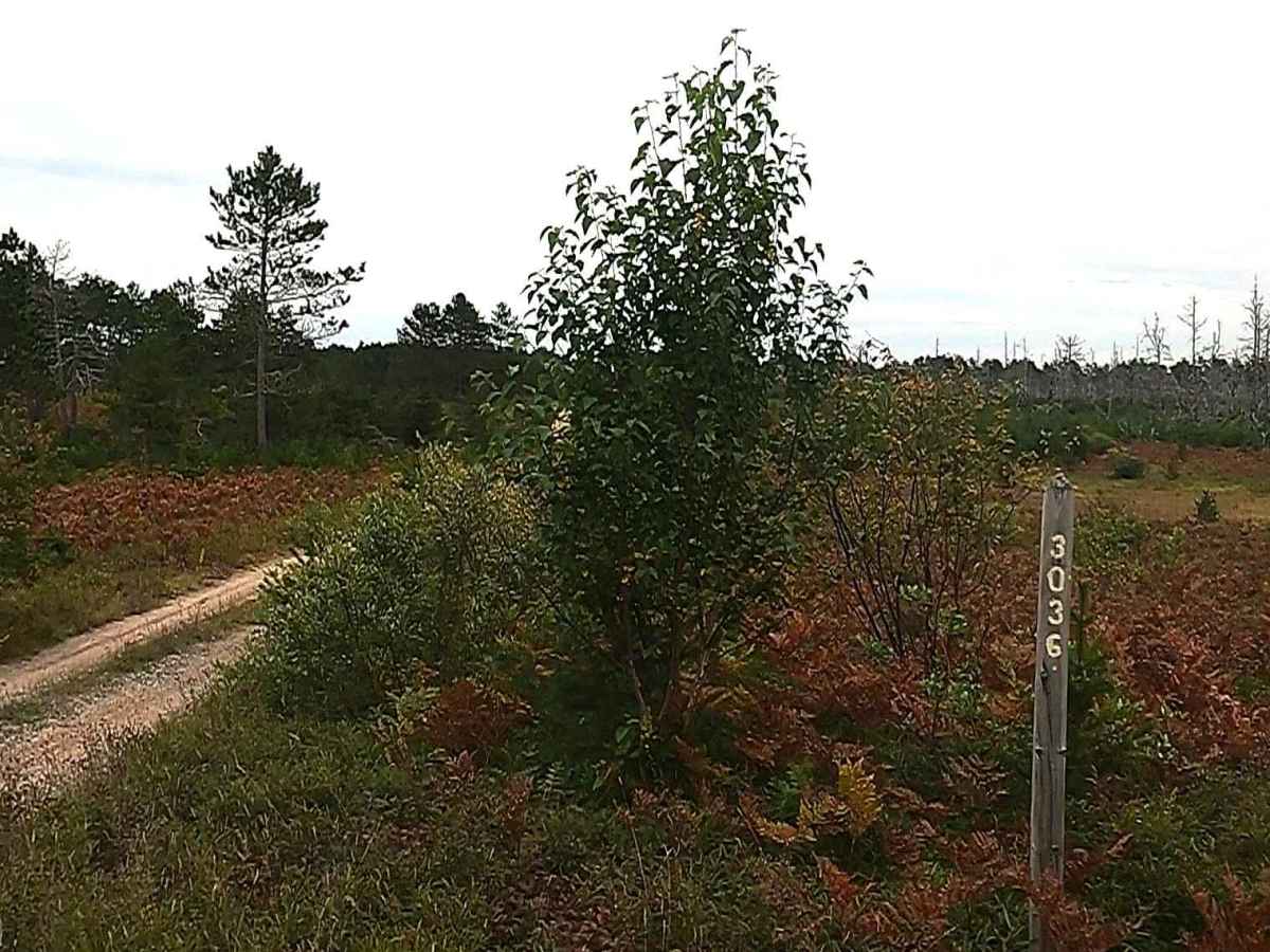 Flat Land - FSR 3036 trail photo