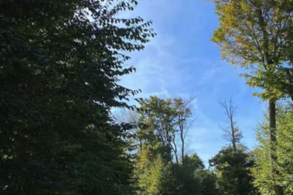 Loggers Trail