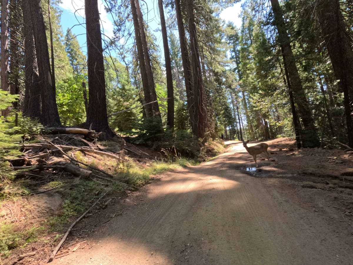 Mount Raymond Road - FS 5S006 photo 4