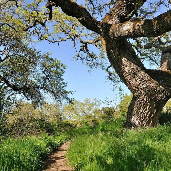 Scene from Arastradero Preserve Near Arastradero Creek Trail