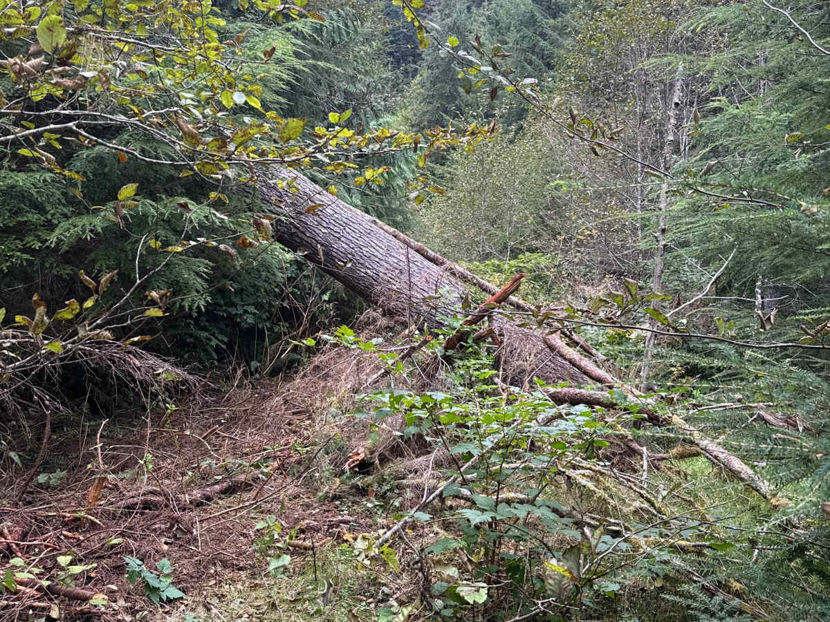 Matheny Creek Road - FS 2140200 photo 2