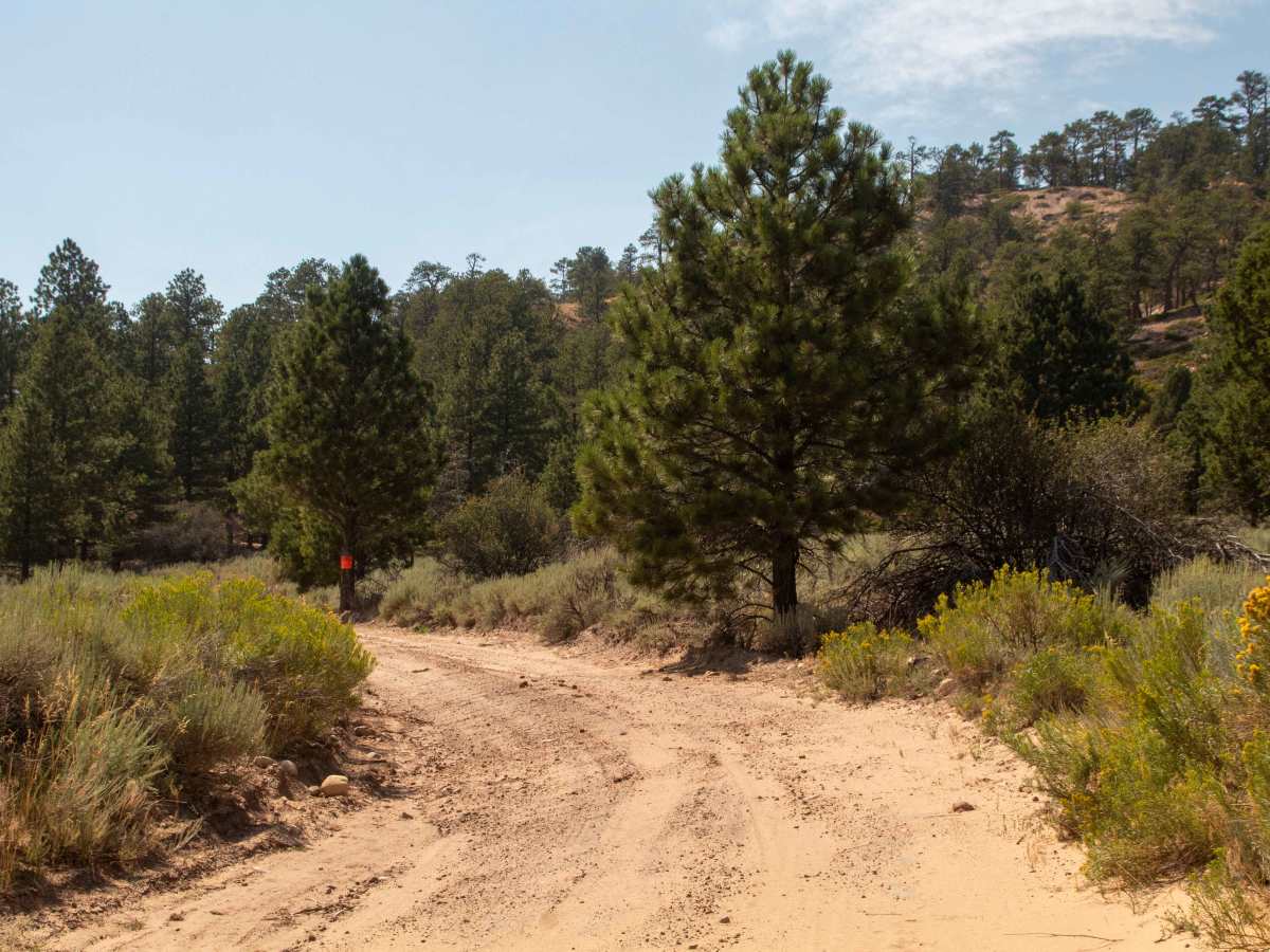 Petty Creek to Hells Canyon - FS 10196 trail photo