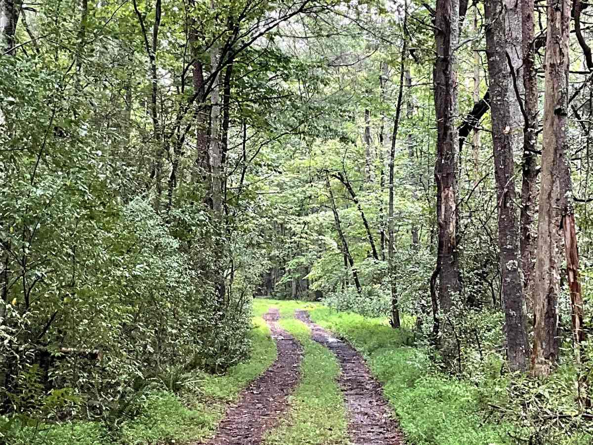 Needle Lane photo 2