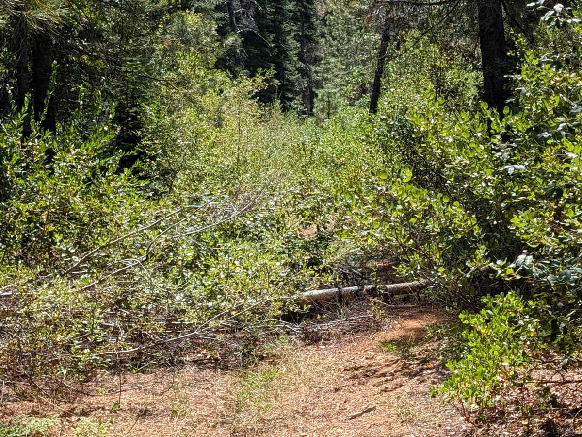Cow Spur - FS 39N91 photo 5