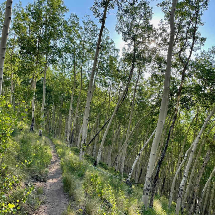 Near Colorado Trail Segment 16