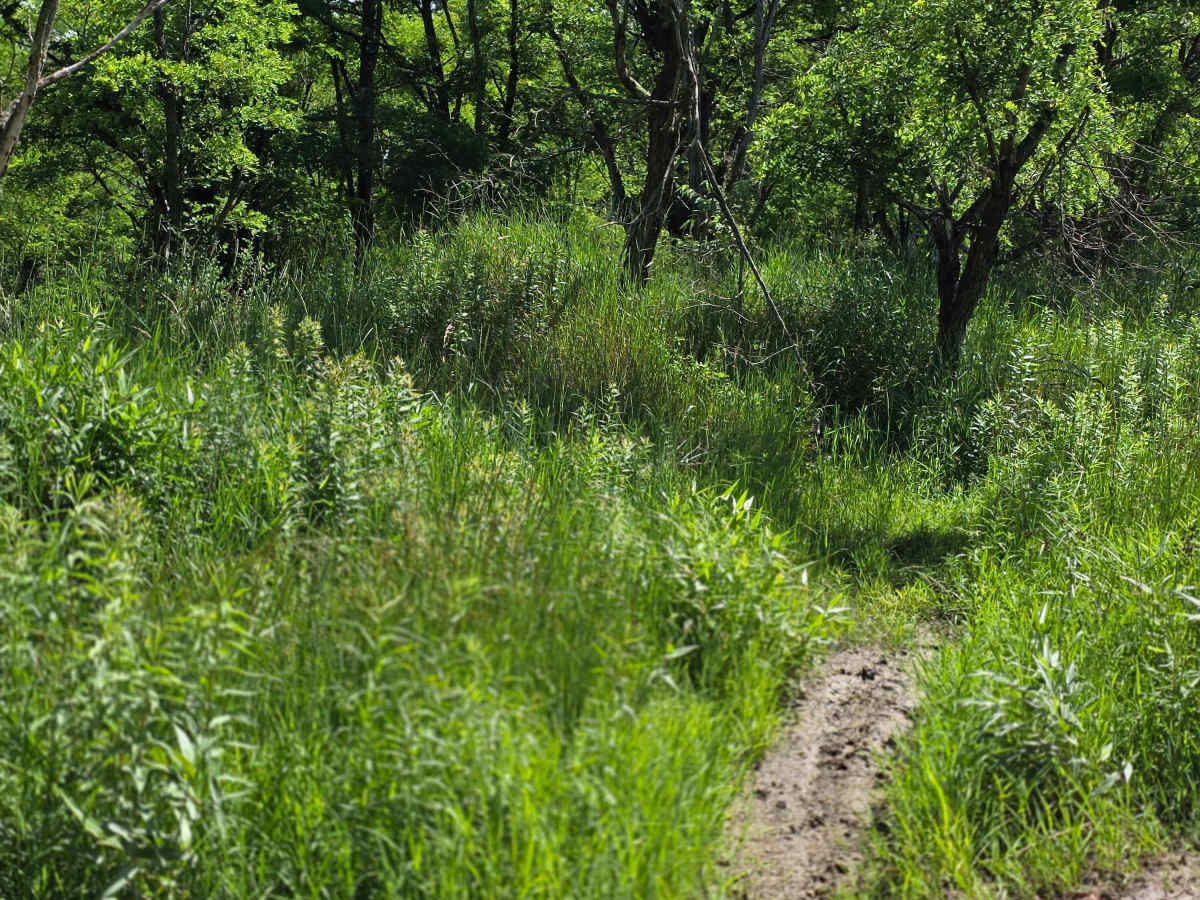 Single Track AA photo 4