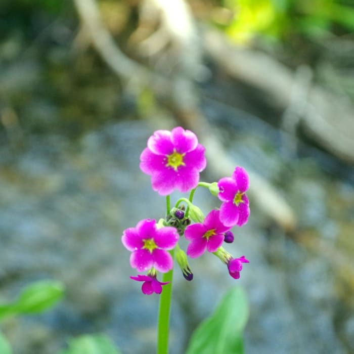Near Alpine Lakes Loop