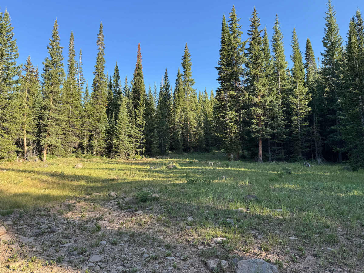 Dome Creek Road - FS 911 photo 6
