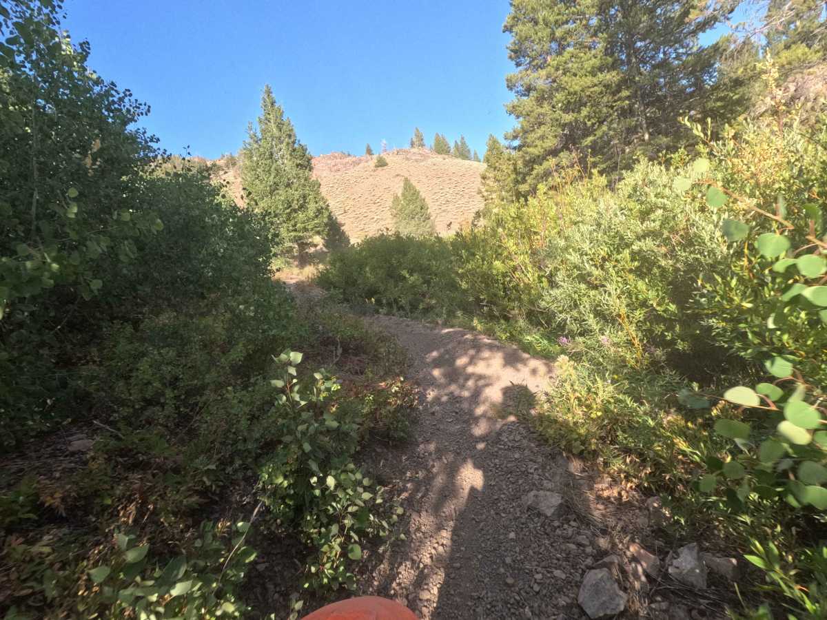 Warfield-South Fork - FS 7151 photo 4