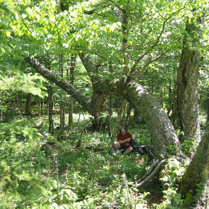 The "green tunnel" Near Hatchet Lake Trail