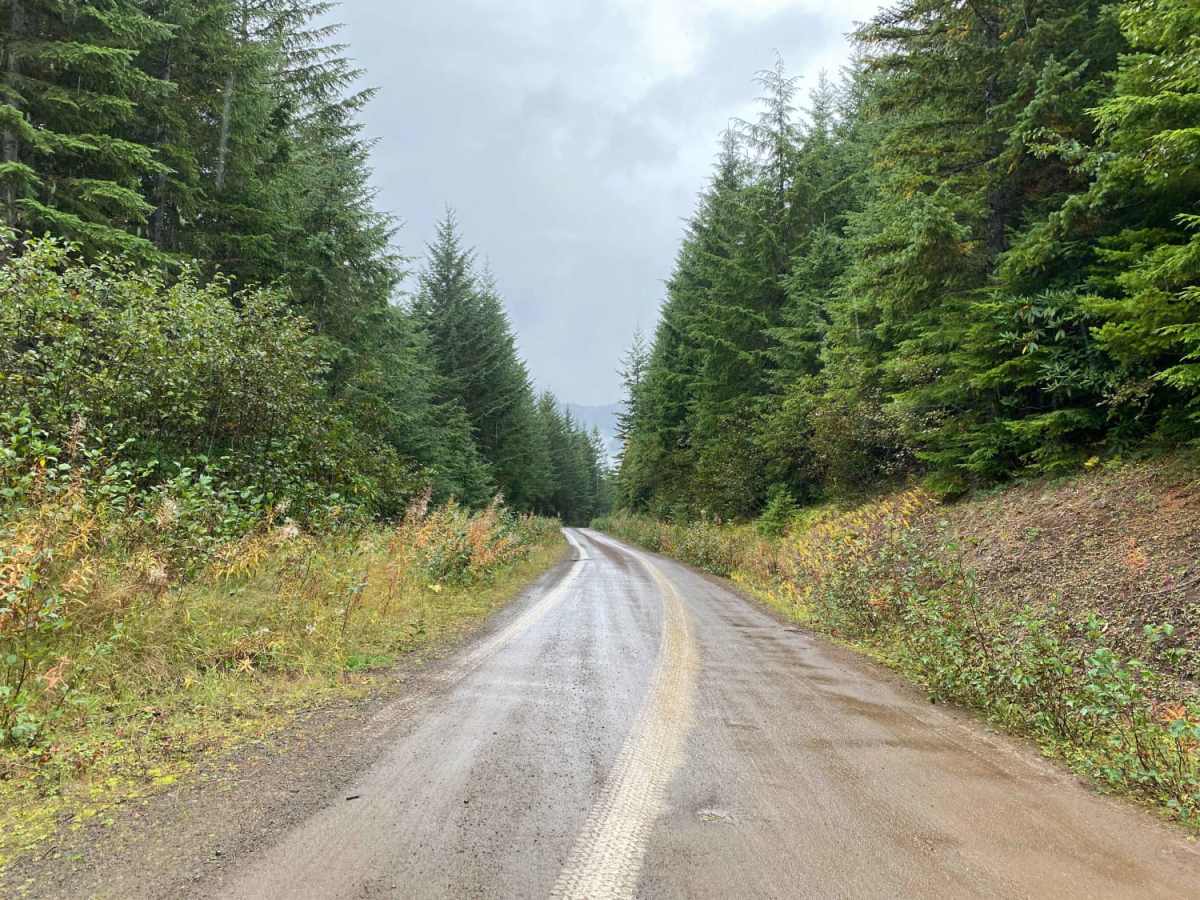 Olympic National Forest, Quilcene Range trail photo