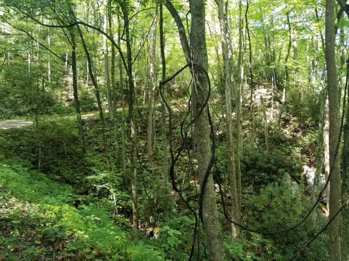 Jacobs Creek photo 5