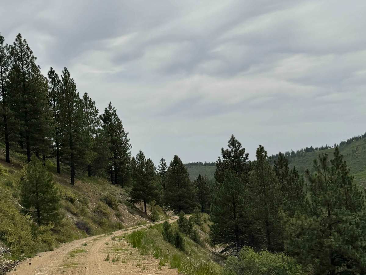 Antoine Creek Road - FS 8140 photo 6
