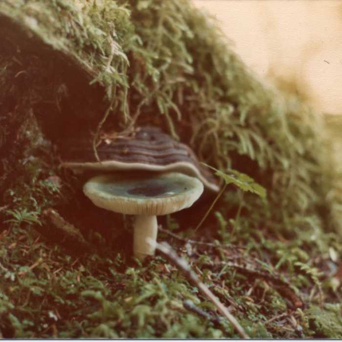Green and brown-striped mushrooms shade themselves under the lush groundcover in late August. Near Bartlett River Trail