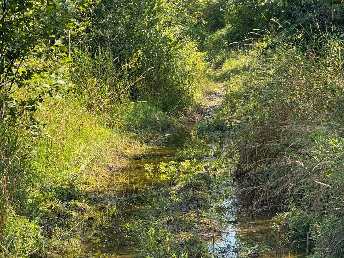 Rimrock Camp Road trail photo
